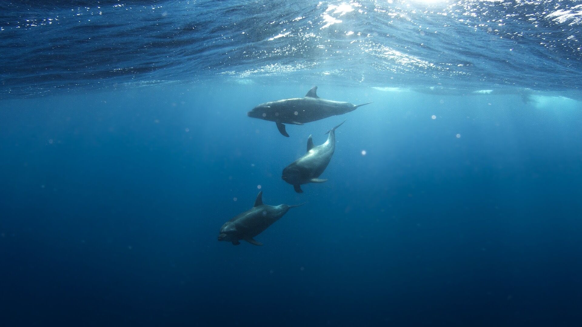 Galera Awareness and ProxySQL Scheduler